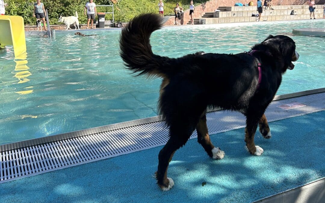 Hunde-Badetag im Bad Kissinger Terrassenschwimmbad