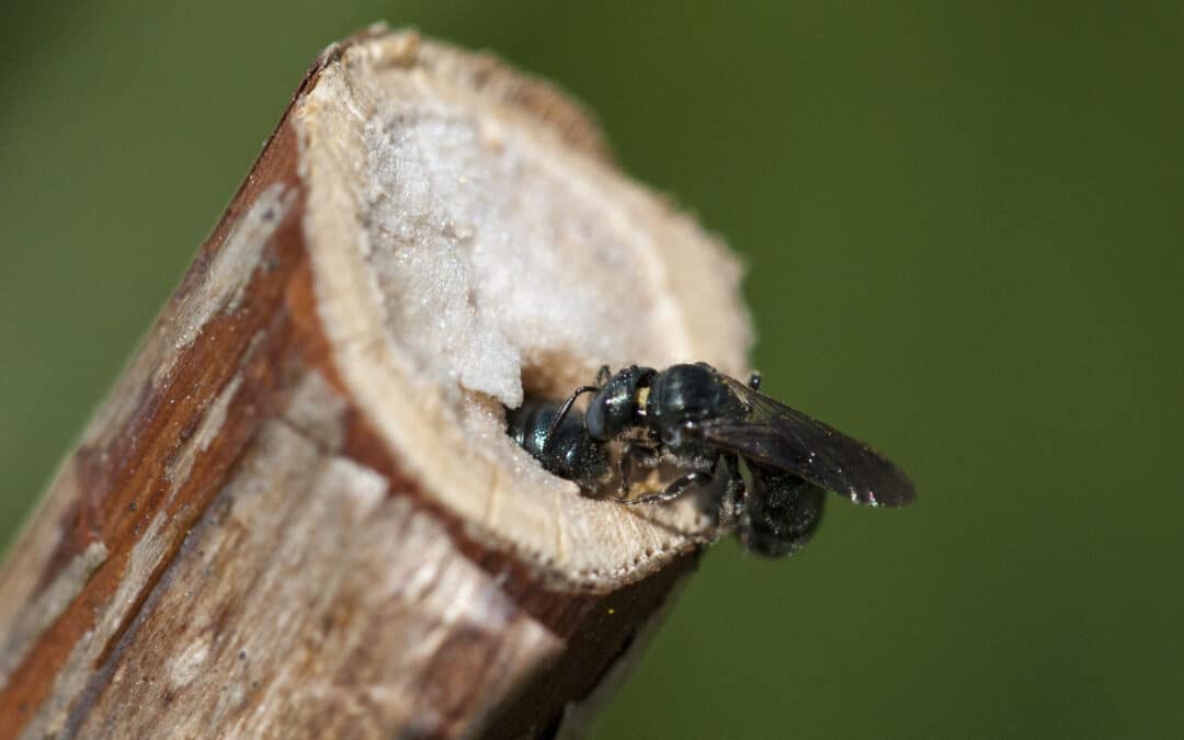 Herbstpflege, die summt: Den Garten und Wildbienen fit für den Winter machen