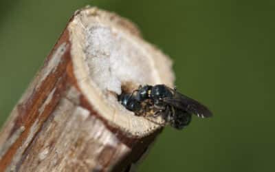 Herbstpflege, die summt: Den Garten und Wildbienen fit für den Winter machen