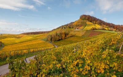 Termine im Herbst / Winter 2025: Tourist-Info Schweinfurt ruft zur kostenlosen Terminmeldung auf