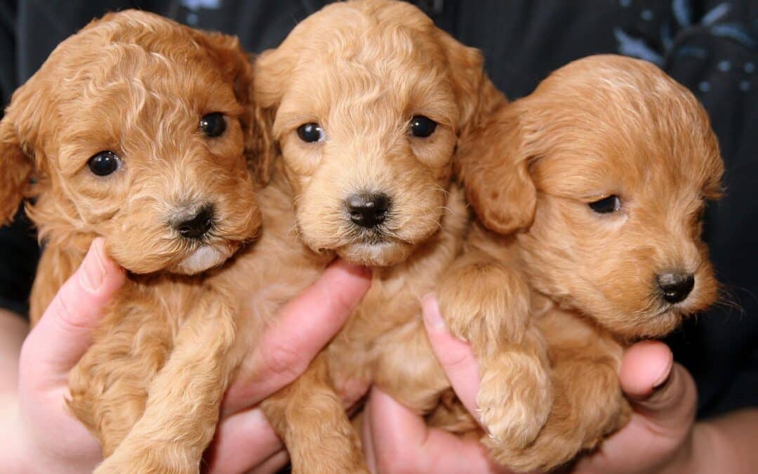 Schweinfurter Zoll stoppt Welpenschmuggel auf der A3