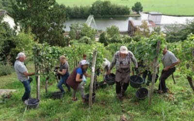 Die Weinlese 2025 in Wipfeld ist abgeschlossen.