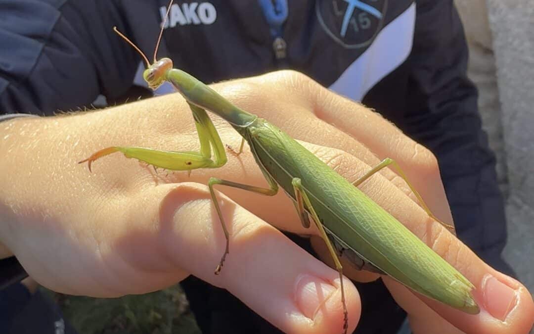 Die beiden 5. Klassen der Naturparkschule entdecken die erste Gottesanbeterin im Landkreis Haßberge