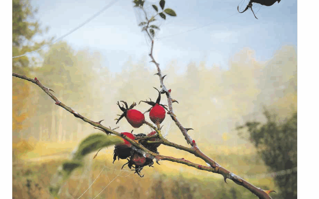 SWmagazin Oktober 2025 ist online