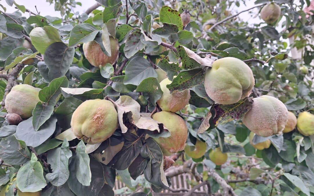 Die Quitte – Goldgelbe Superfrucht