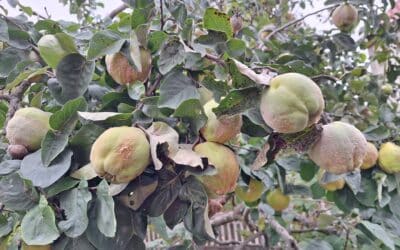 Die Quitte – Goldgelbe Superfrucht