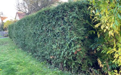 Hecken und Bäume schaffen Lebensraum – Die richtige Pflege zum Schutz von Tieren und Umwelt