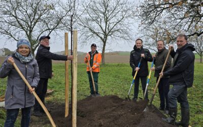 Landkreis-Projekt lässt seltene Kirschensorten wieder aufleben – Über 60 Bäume werden an Gemeinden und Vereine verschenkt