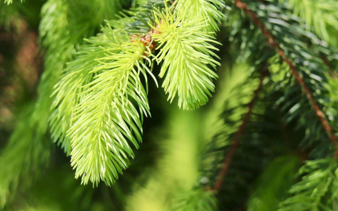 Wedelverkauf des städtischen Forstamtes