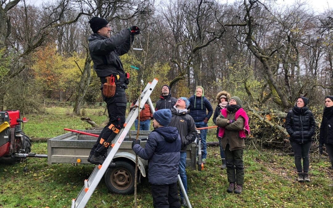 Winterpflege für Obstbäume