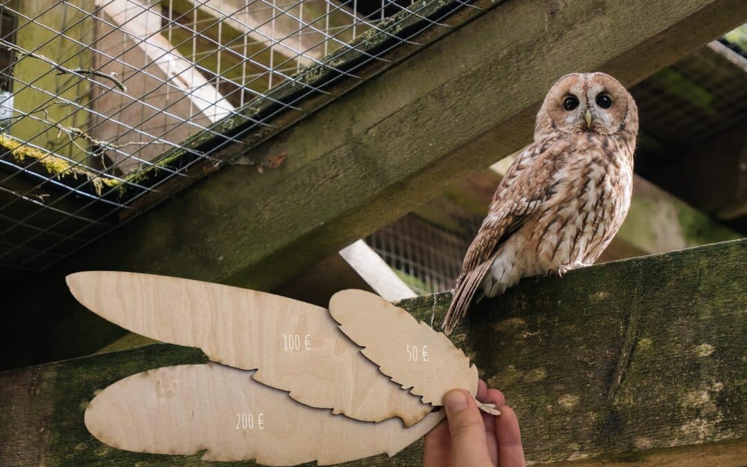 Wild-Park Klaushof Plant Neubau des Eulengeheges – Spenden sammeln mit einer Eulenfeder-Aktion
