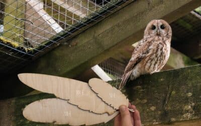 Wild-Park Klaushof Plant Neubau des Eulengeheges – Spenden sammeln mit einer Eulenfeder-Aktion