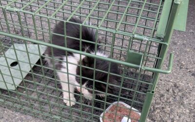 Zoll und Polizei retten blinden Passagier – Kätzchen überlebt Reise in LKW aus der Türkei bis nach Schweinfurt