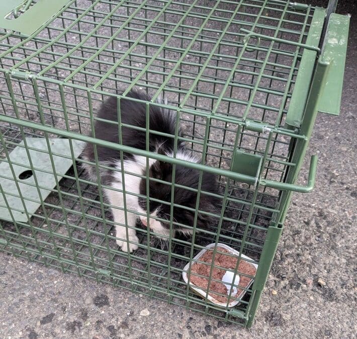 Zoll und Polizei retten blinden Passagier – Kätzchen überlebt Reise in LKW aus der Türkei bis nach Schweinfurt