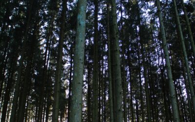 Platz schaffen für die Zukunft – Warum Durchforstungen Wälder stabiler machen