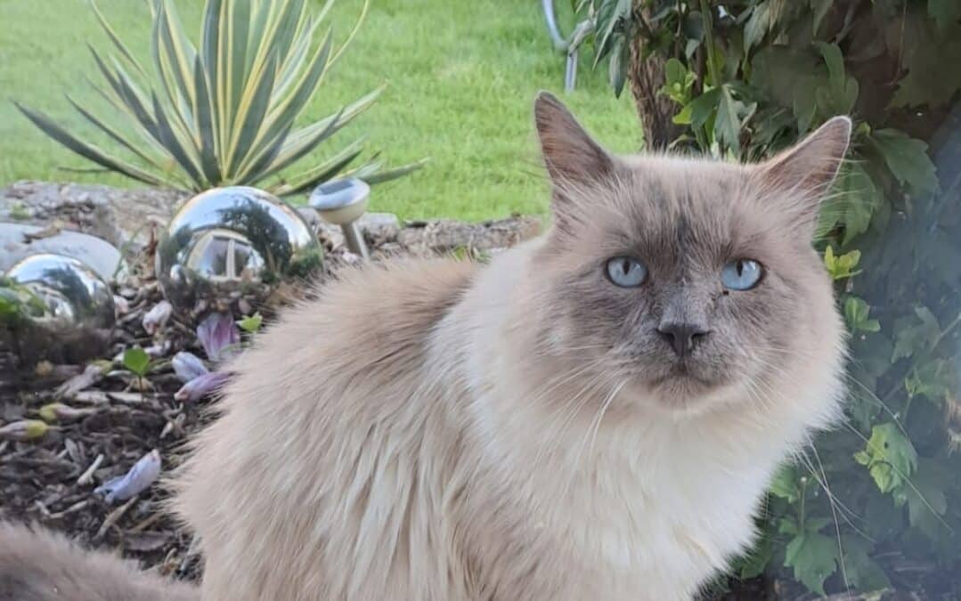 Herrenlose Katzen: Ein unsichtbares Leid