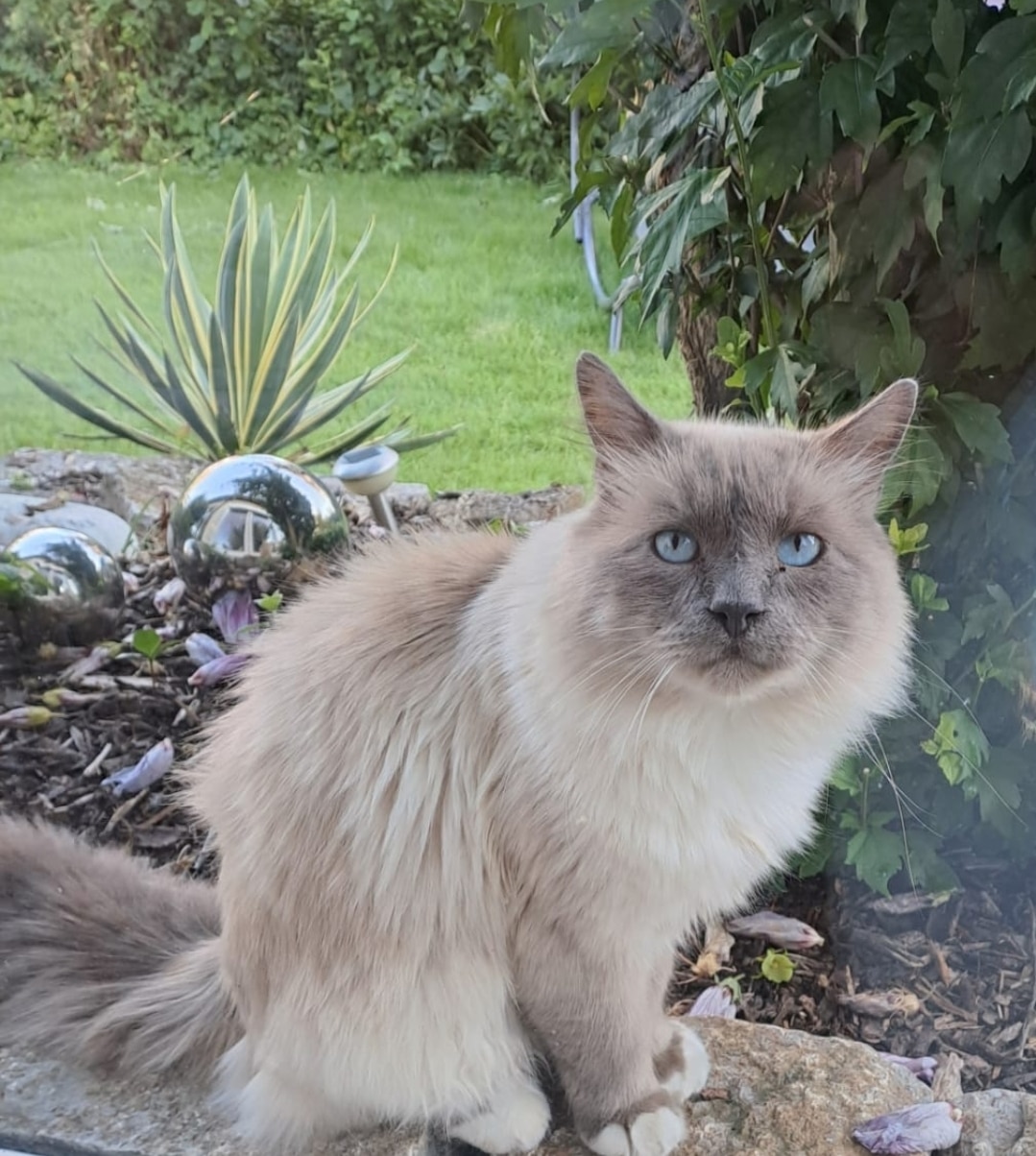 lra_katzenschutzverordnung bild1