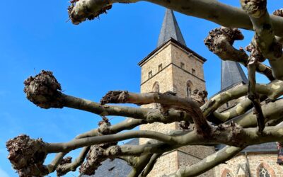 Neuer Standort für die Brunnen-Platanen