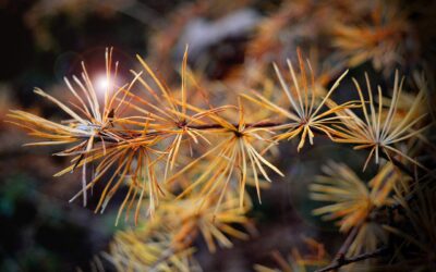 Häckselaktion: Holzige Gartenabfälle können bis Anfang März angeliefert werden