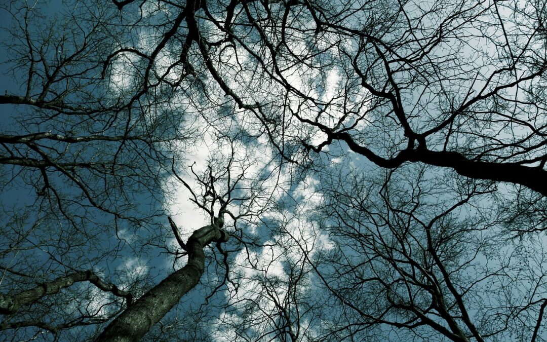 Vollsperrung der Peterstirn – Baumfäll- und Pflegearbeiten von 10. bis 12. Februar