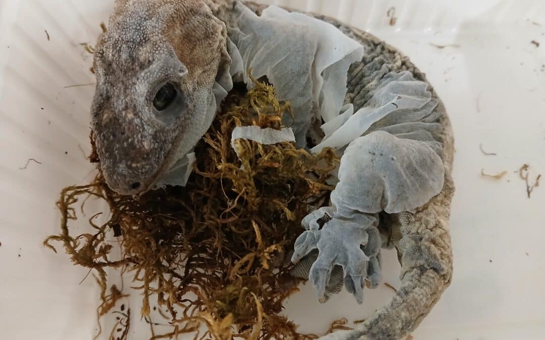 Veterinäramt überprüft Reptilienhaltung – 32 tote Geckos aufgefunden