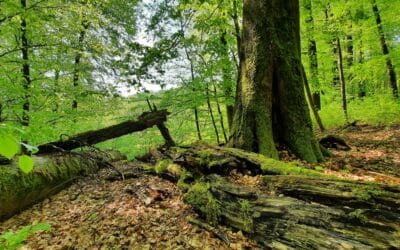 Internationaler Tag des Waldes am 21. März: Alte Buchenwälder im Steigerwald schützen