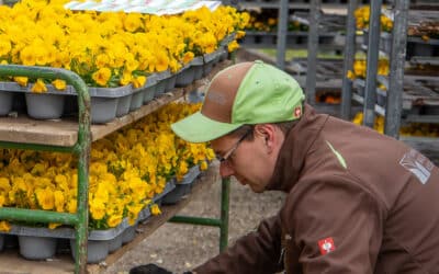 Erfrischendes Flair durch Frühjahrsbepflanzung und saisonale Dekorationen