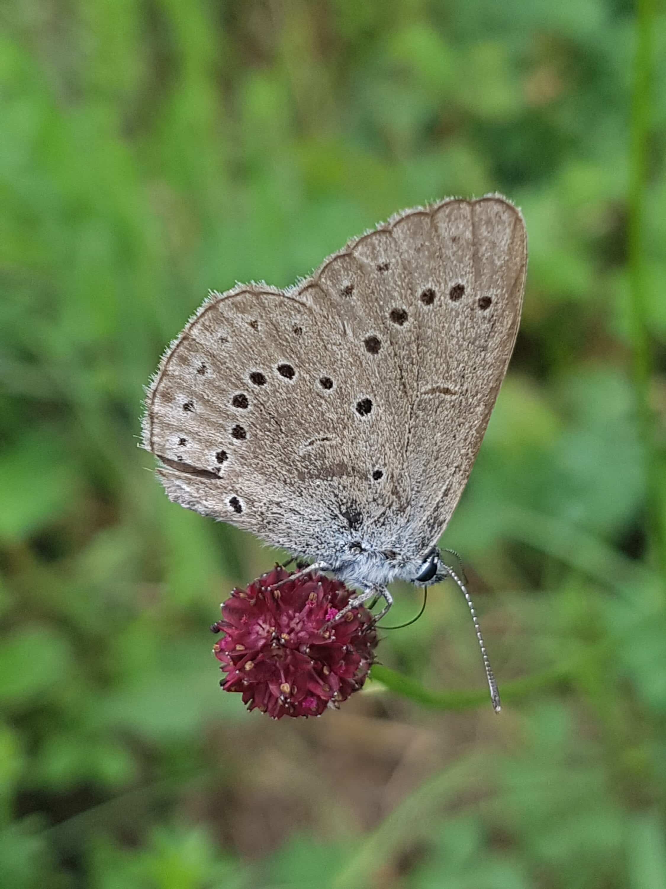 Heller Wiesenknopf-Ameisenbläuling_Matthias Franz