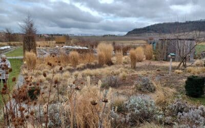 Staudenexperte Till Hofmann hält einen Fachvortrag „Staudenflächen zielführend anlegen, erhalten und weiterentwickeln!“