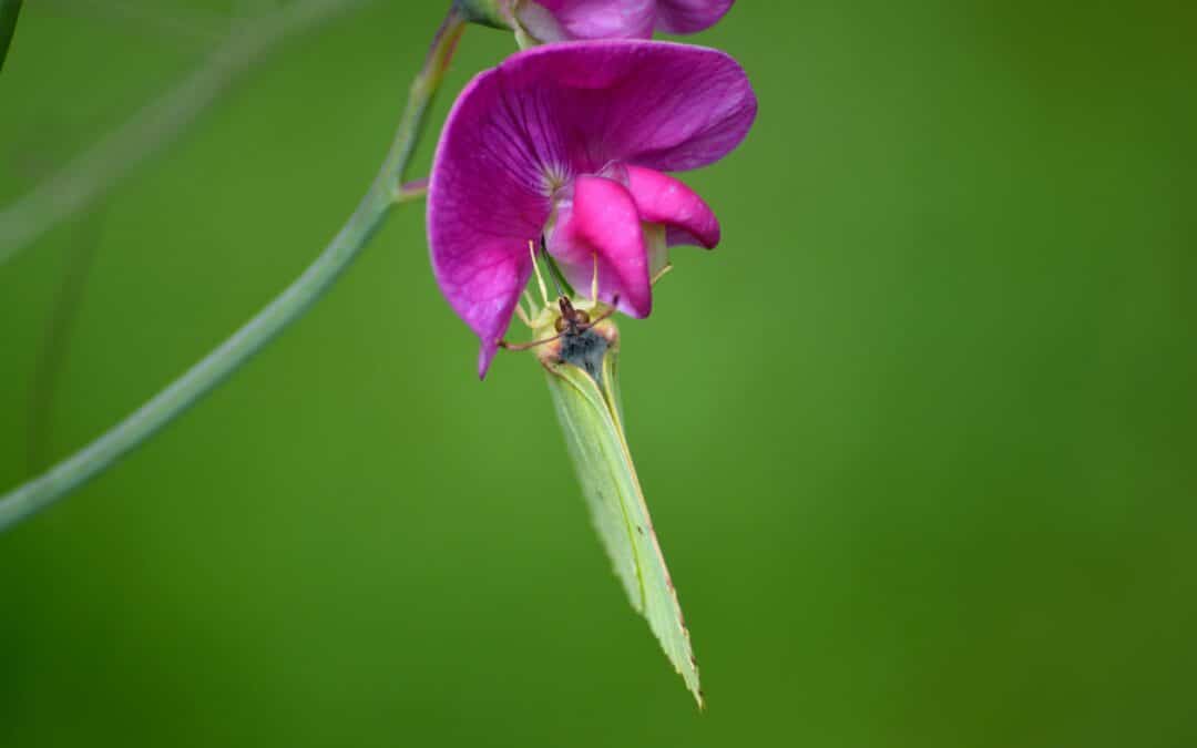 Wettbewerb der Landschaftsgärtner: Knab-Ziegler und Wolf gehen beim Bayern Cup an den Start