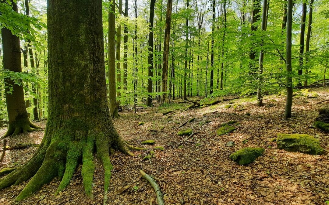 Tag des Baumes am 25.April: Die Welt der alten Buchen im Steigerwald