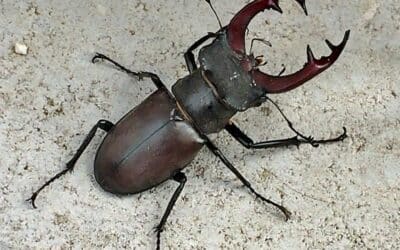 Käfer mit Geweih gesucht: Hirschkäfer melden – Lebensräume erhalten