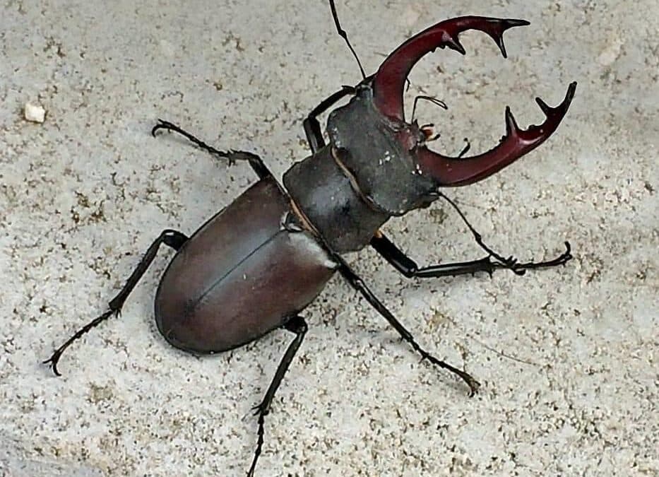 Käfer mit Geweih gesucht: Hirschkäfer melden – Lebensräume erhalten