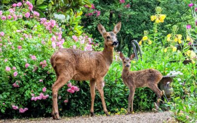 Gemeinsamer Schutz von Wildtieren während der Brut- und Setzzeit