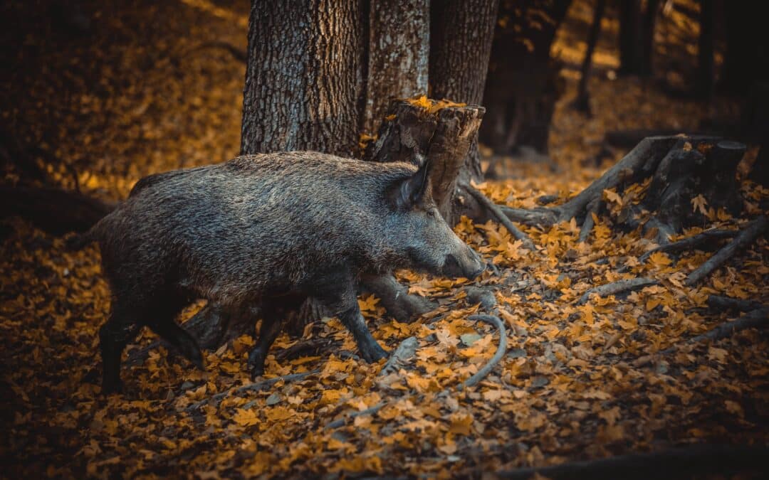 Anhänger mit Tierkadavern auf Wanderparkplatz entdeckt – Polizei ermittelt