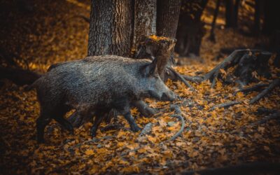Anhänger mit Tierkadavern auf Wanderparkplatz entdeckt – Polizei ermittelt