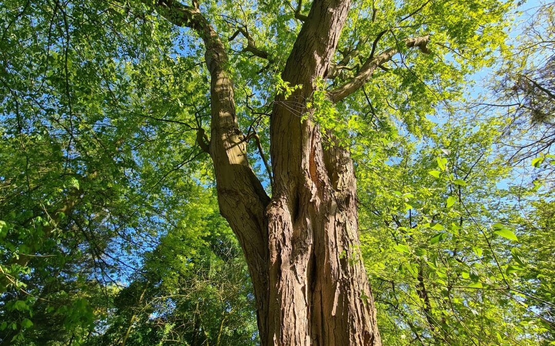 Ein Herz für Bäume – Treffen Schweinfurter Baumpaten