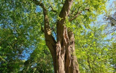 Ein Herz für Bäume – Treffen Schweinfurter Baumpaten