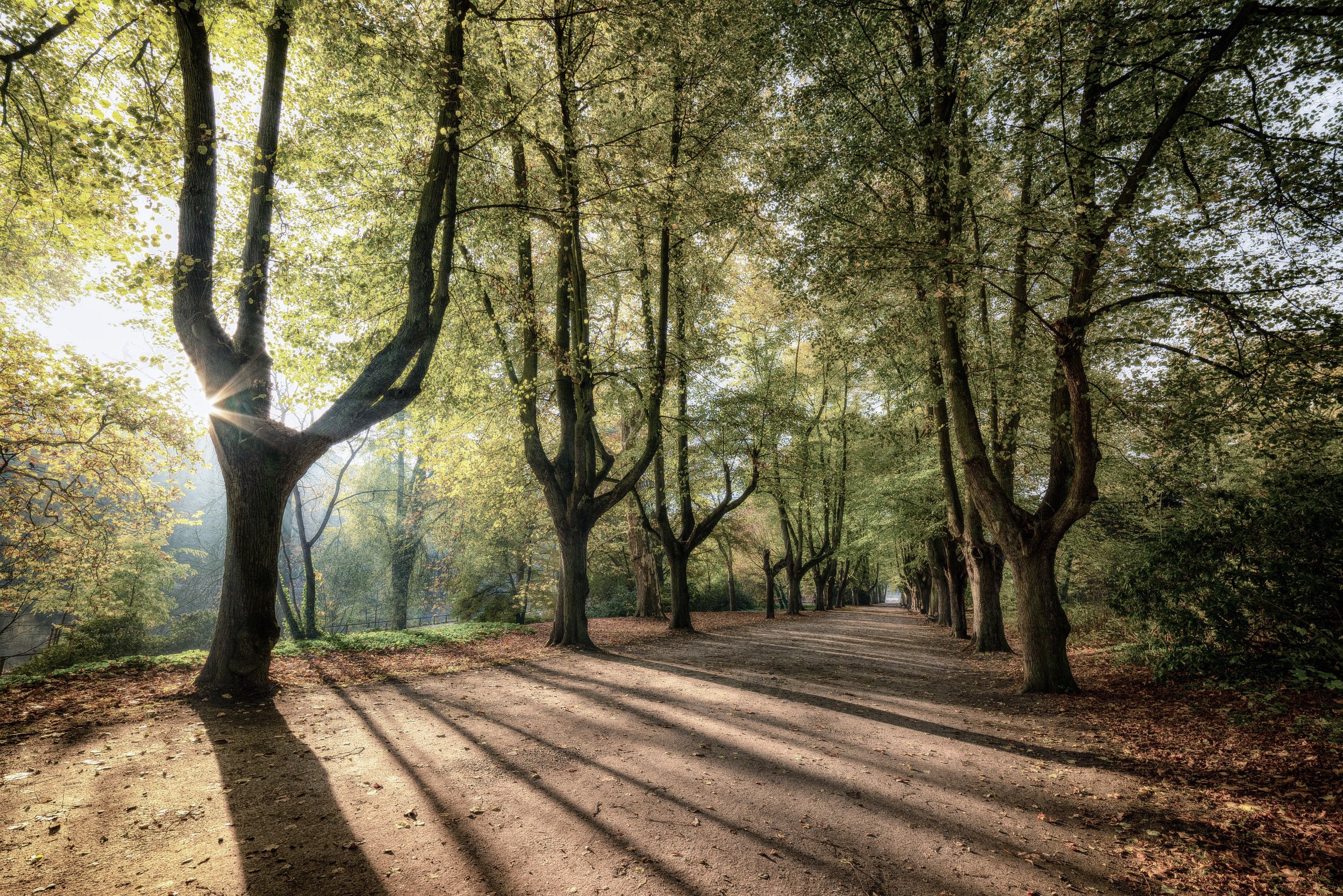 evgenit-trees-sunrise-3796183