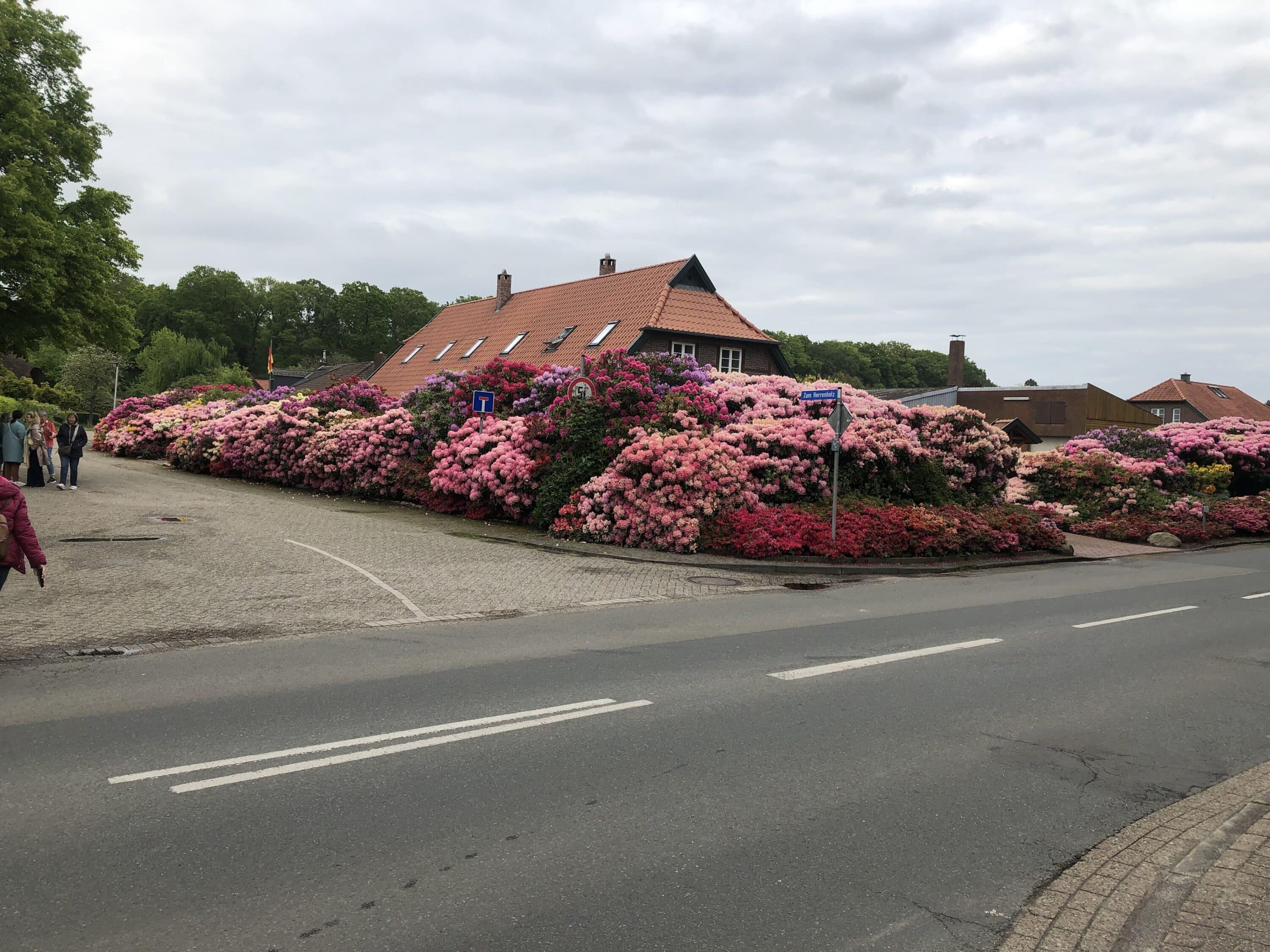 lra_blühende Rhododendren