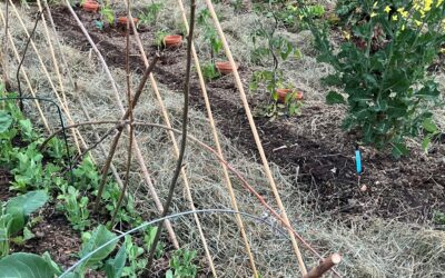 Vielfalt ist Permakultur – Jetzt ist Pflanzzeit Seminar am Sonntag, 17. Mai, in Kleinmünster im Naturhof Siebensachen