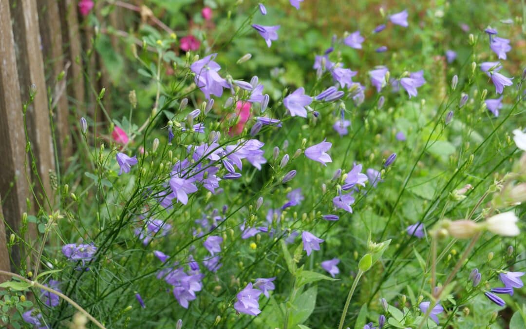 Tipps für die Gartensaison: Wasser sinnvoll einsparen bei Hitze und Trockenheit