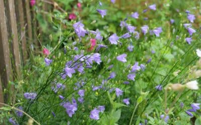 Tipps für die Gartensaison: Wasser sinnvoll einsparen bei Hitze und Trockenheit