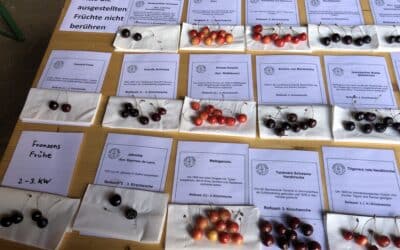 Kirschenschätze unserer Heimat Der Kreisverband für Gartenbau und Landespflege lädt am 20. Juni zu einer besonderen Veranstaltung ein