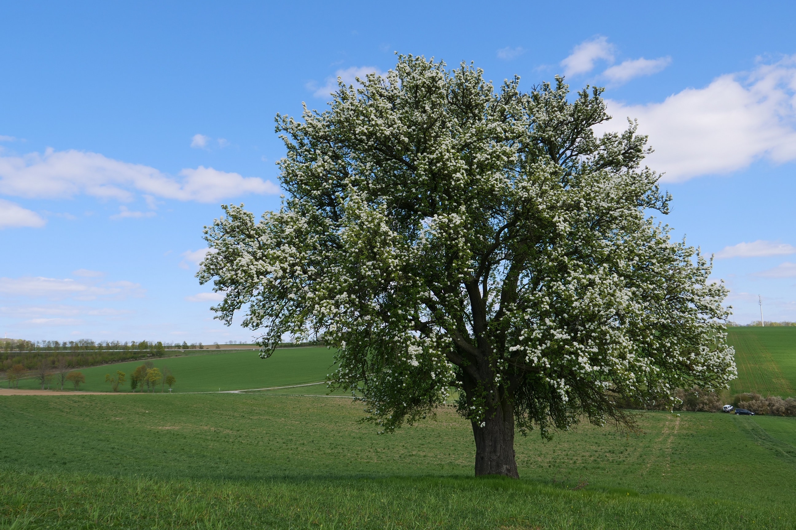 Alte Birnenbäume melden und damit seltene Sorten im Landkreis erhalten
