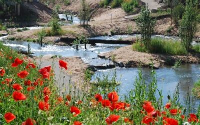 Mit dem Schiff zur Landesgartenschau nach Bamberg