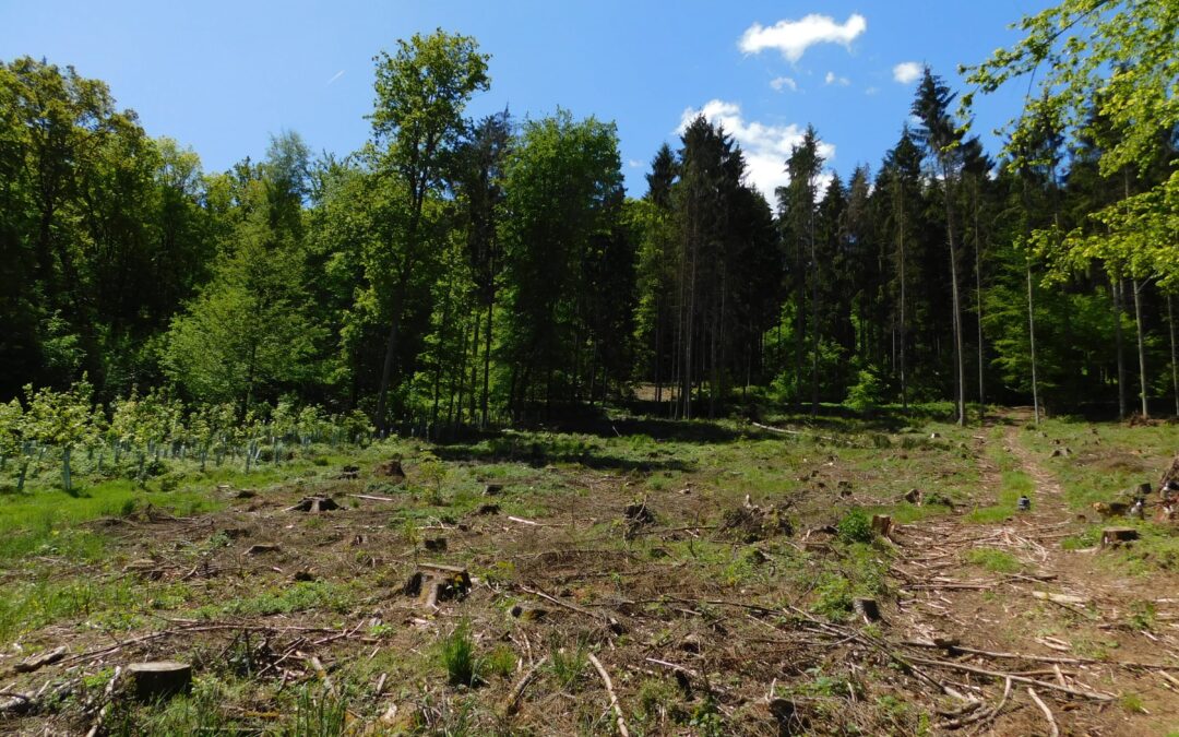 Wälder aufforsten nach Borkenkäferbefall, Dürre, Sturm