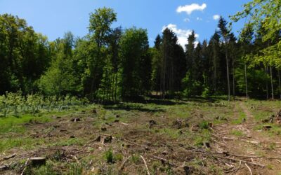Wälder aufforsten nach Borkenkäferbefall, Dürre, Sturm